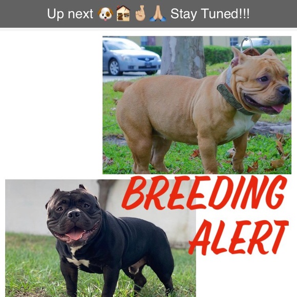 Meet your Posher, Josh - Picture 4 of 4